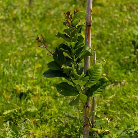 Дом отдыха Casa Avo Da Pedra, By Op *