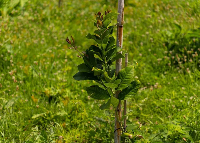 Holiday home Casa Avo Da Pedra, By Op *